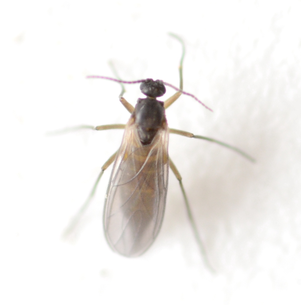 Scatopsciara atomaria