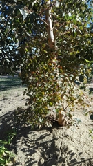 Eucalyptus cladocalyx