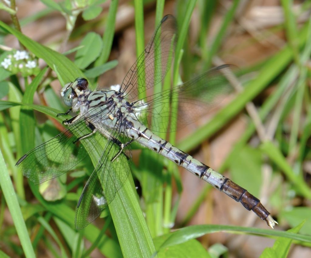 Bayou Clubtail