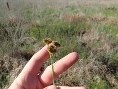 Juncus scirpoides