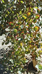 Eucalyptus cladocalyx