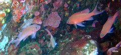 Anthias anthias