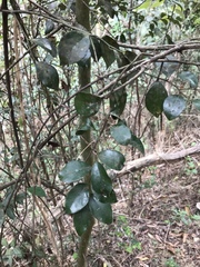 Lindera akoensis