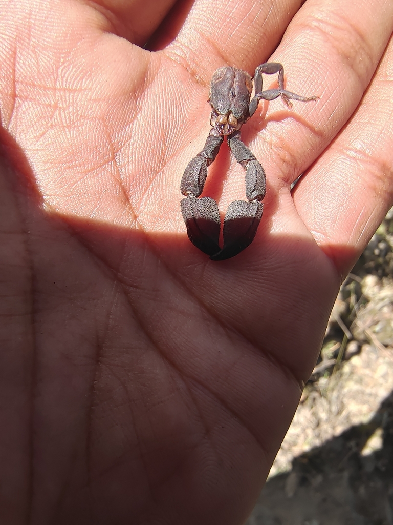 Scorpiops from South Gola Range, Uttarakhand, India on March 25, 2024 ...