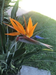Strelitzia reginae reginae