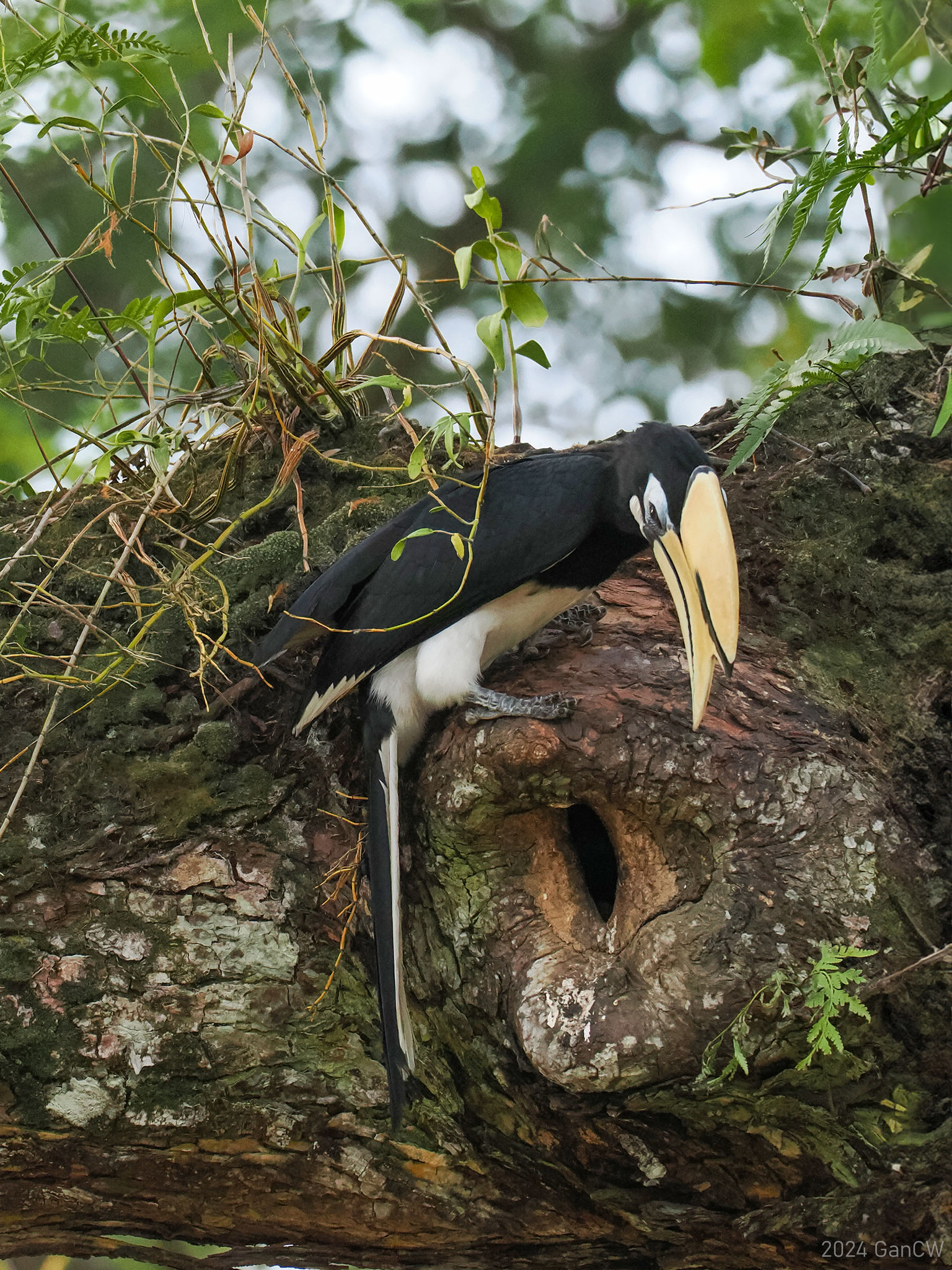 Oriental Pied-Hornbill (Anthracoceros albirostris)