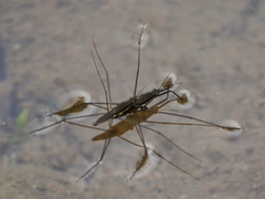 Aquarius conformis
