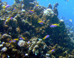 Mirolabrichthys evansi