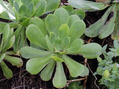 Aeonium cuneatum
