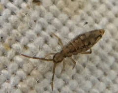 Entomobrya intermedia
