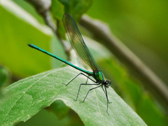 Calopteryx angustipennis