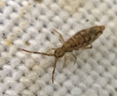 Entomobrya intermedia