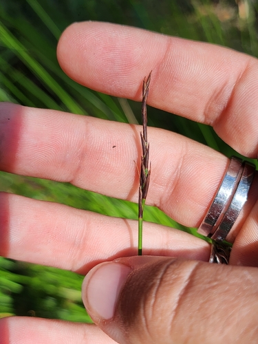 Image of Lepidosperma urophorum by no rights reserved