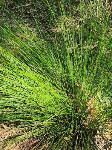 Image of Lepidosperma urophorum by no rights reserved