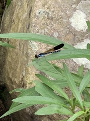 Heliocypha perforata