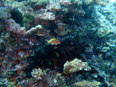 Pseudanthias huchtii