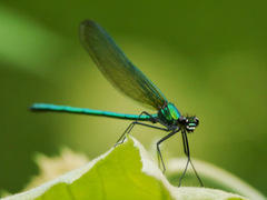 Calopteryx angustipennis