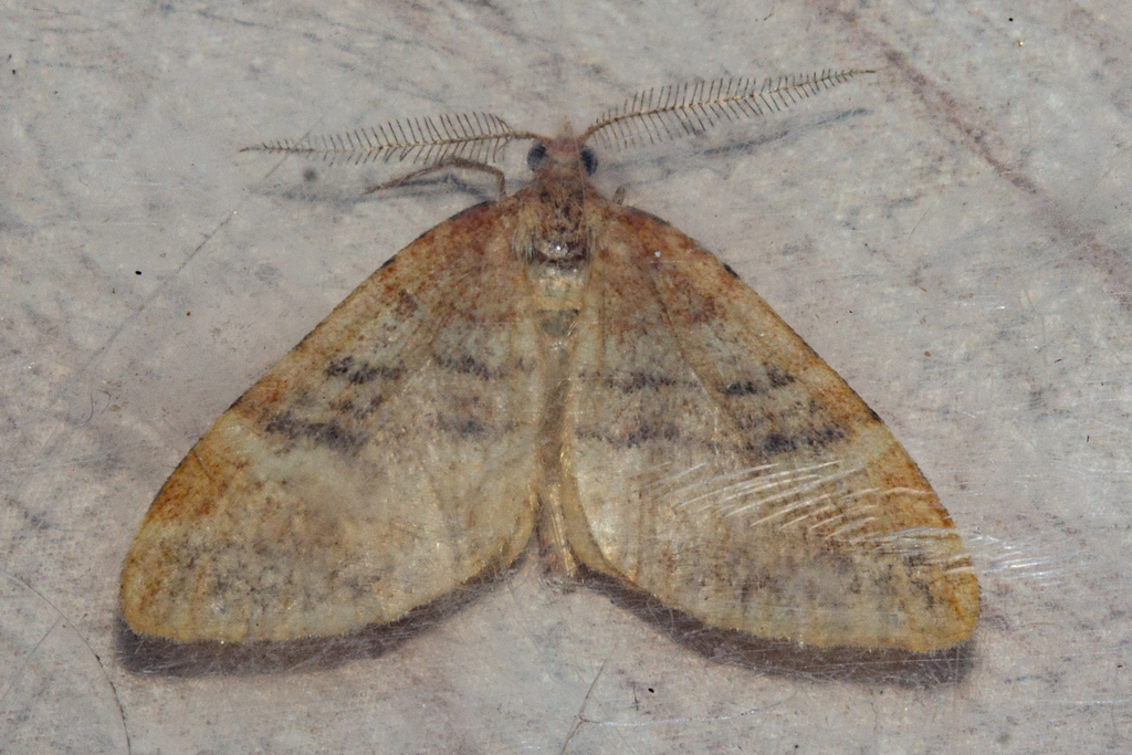 Asaphodes recta