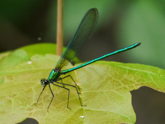 Calopteryx angustipennis