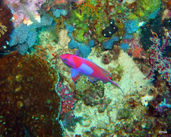 Pseudanthias pleurotaenia