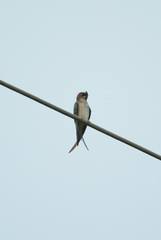 Hemiprocne longipennis