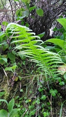 Athyrium oppositipennum