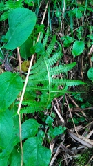 Athyrium oppositipennum