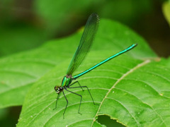 Calopteryx angustipennis