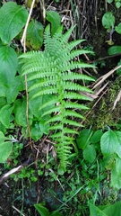 Athyrium oppositipennum