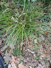 Carex divulsa