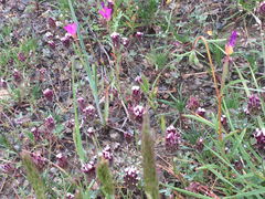 Trifolium dichotomum