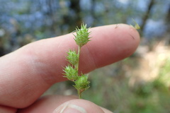 Carex cephalophora