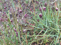 Trifolium dichotomum