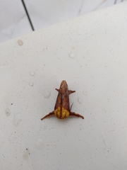 Narosoideus flavidorsalis