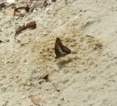 Graphium evemon
