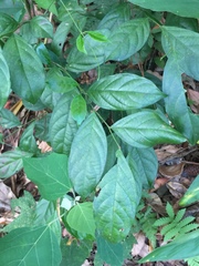 Glochidion zeylanicum