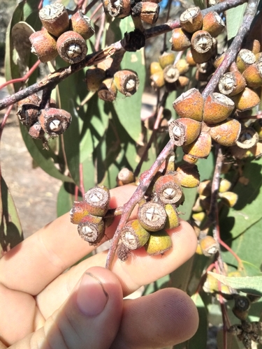 Eucalyptus goniocalyx
