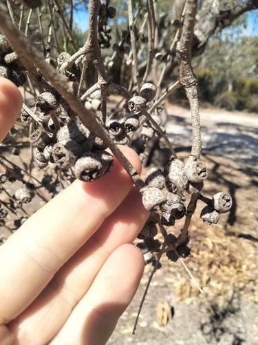 Eucalyptus goniocalyx 2
