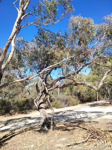 Eucalyptus goniocalyx 3