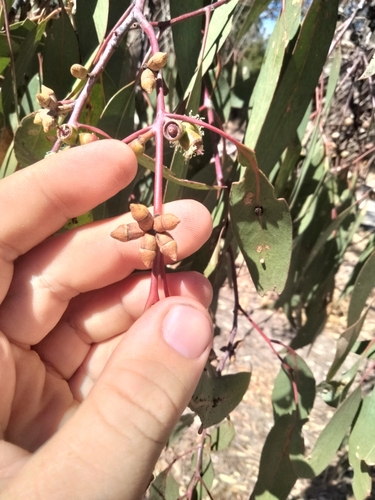 Eucalyptus goniocalyx 4