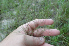 Spermolepis divaricata