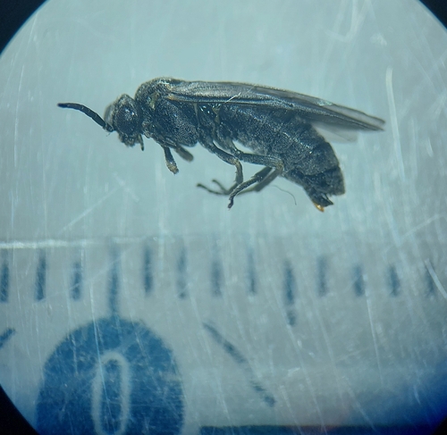Dark Rose-wilt Sawfly