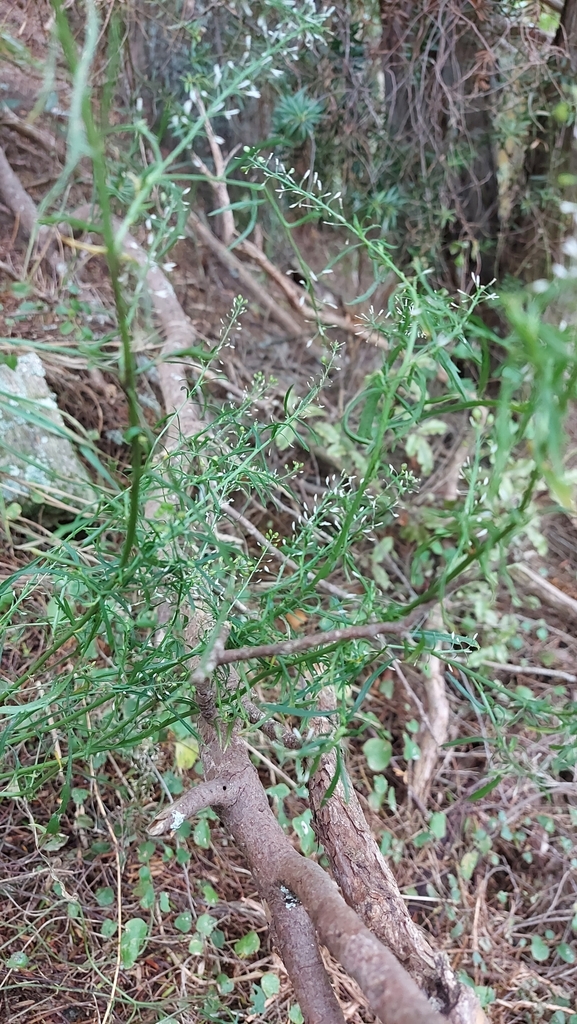 Pepperwort from Kuri Bush 9091, New Zealand on March 30, 2024 at 02:32 ...