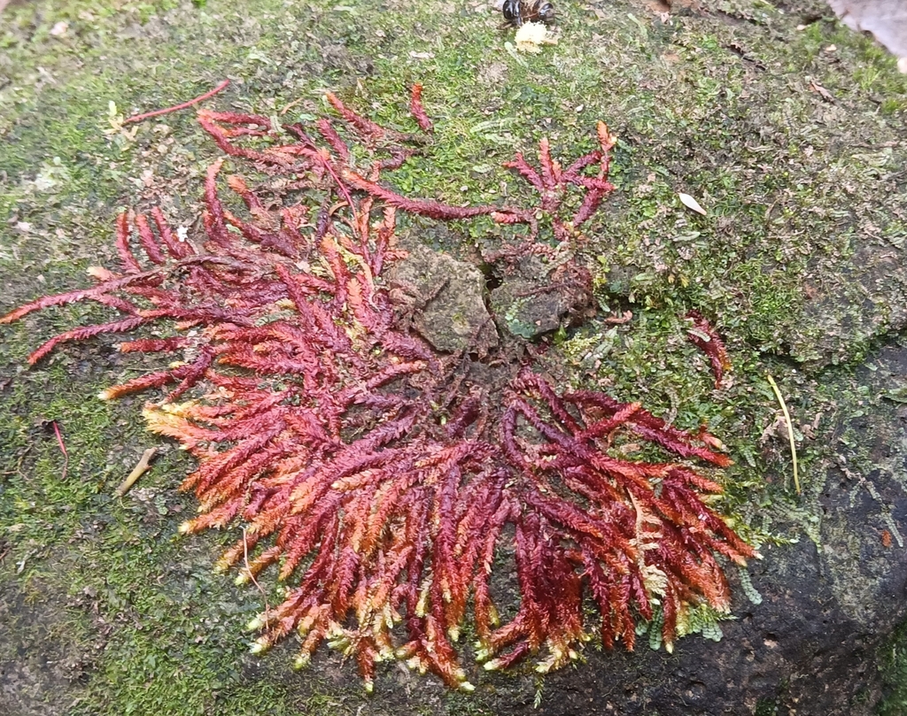 Thamniopsis utacamundiana