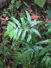 Arachniodes rhomboidea