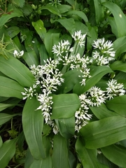 Allium ursinum