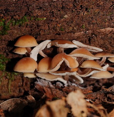 Collybia eucalyptorum