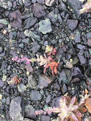 Streptanthus glandulosus pulchellus