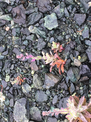 Streptanthus glandulosus pulchellus