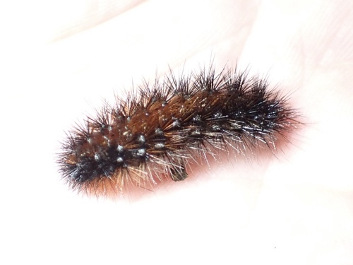 Apantesis ursina